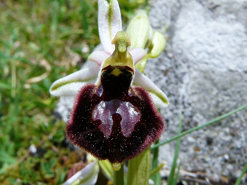 Ophrys biscutella